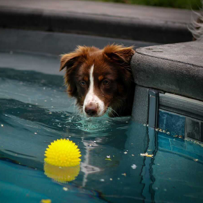 Spike ball in the pool with dog