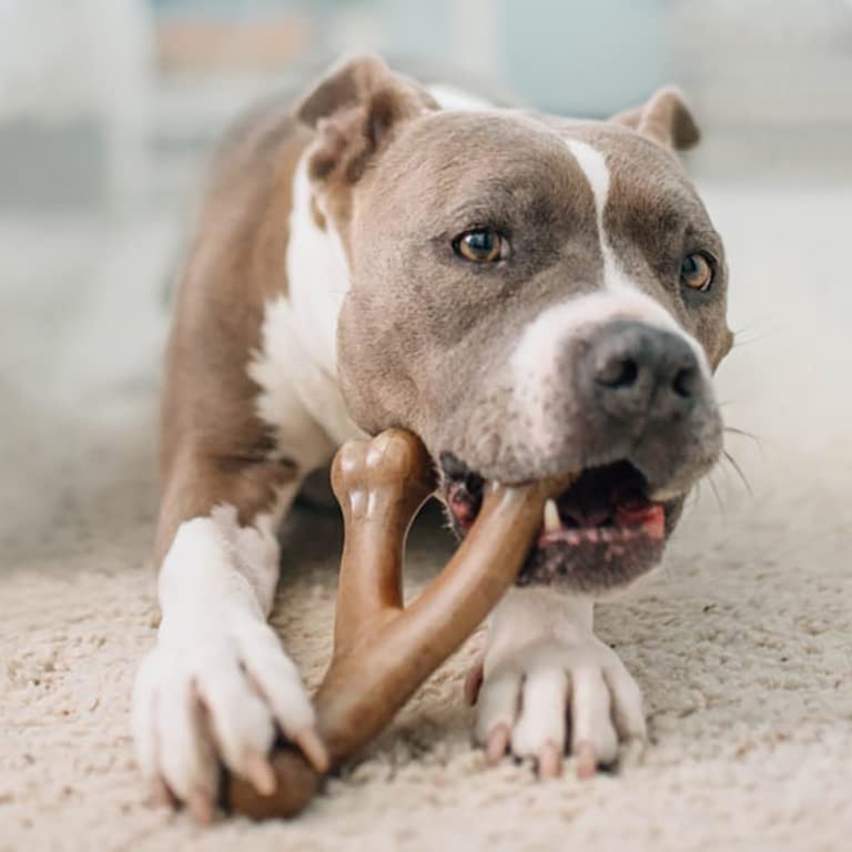 Benebone Wishbone Bacon Dog Chew Toy